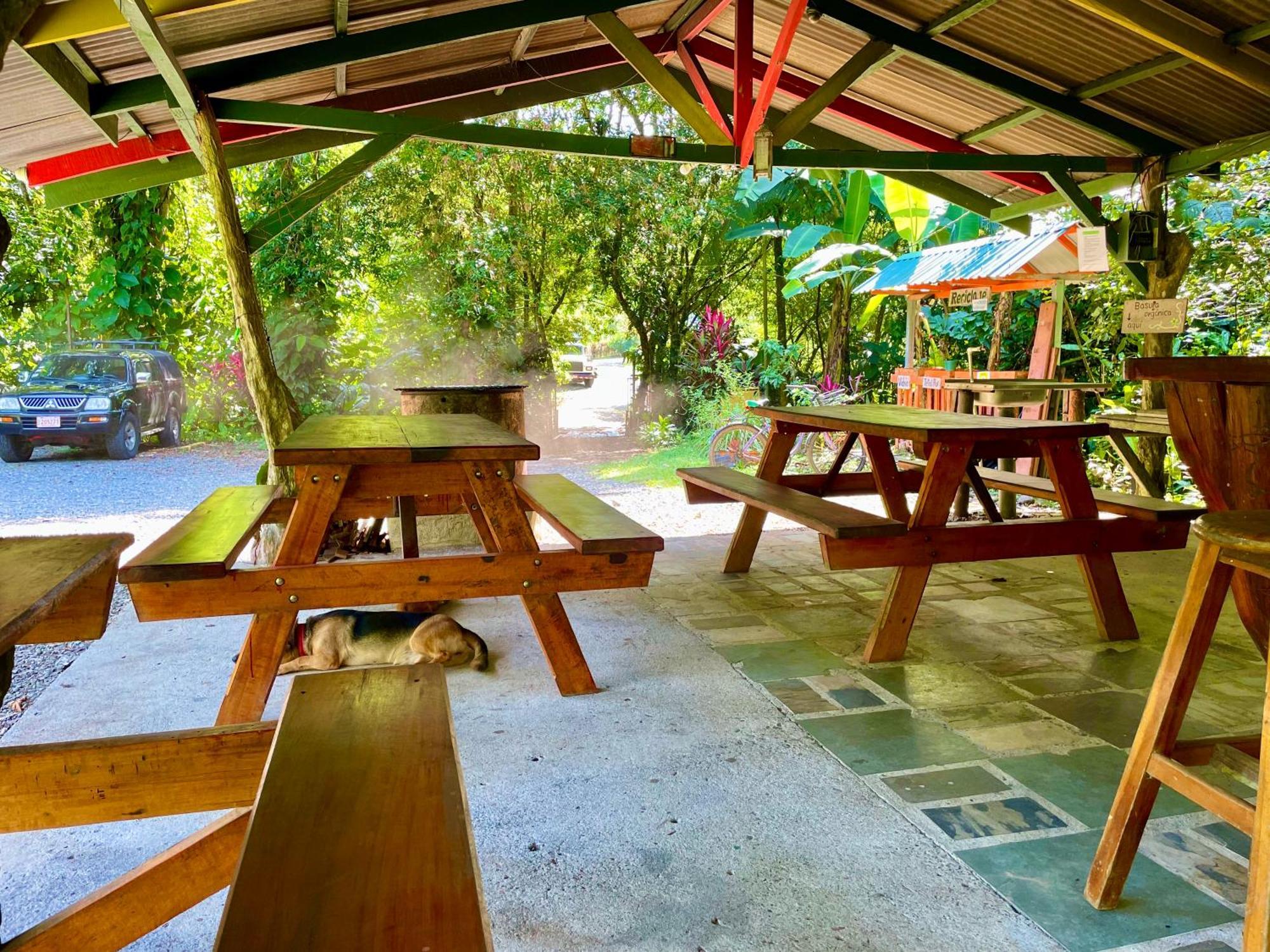 Alouatta Lodge And Canopy Cahuita Bagian luar foto