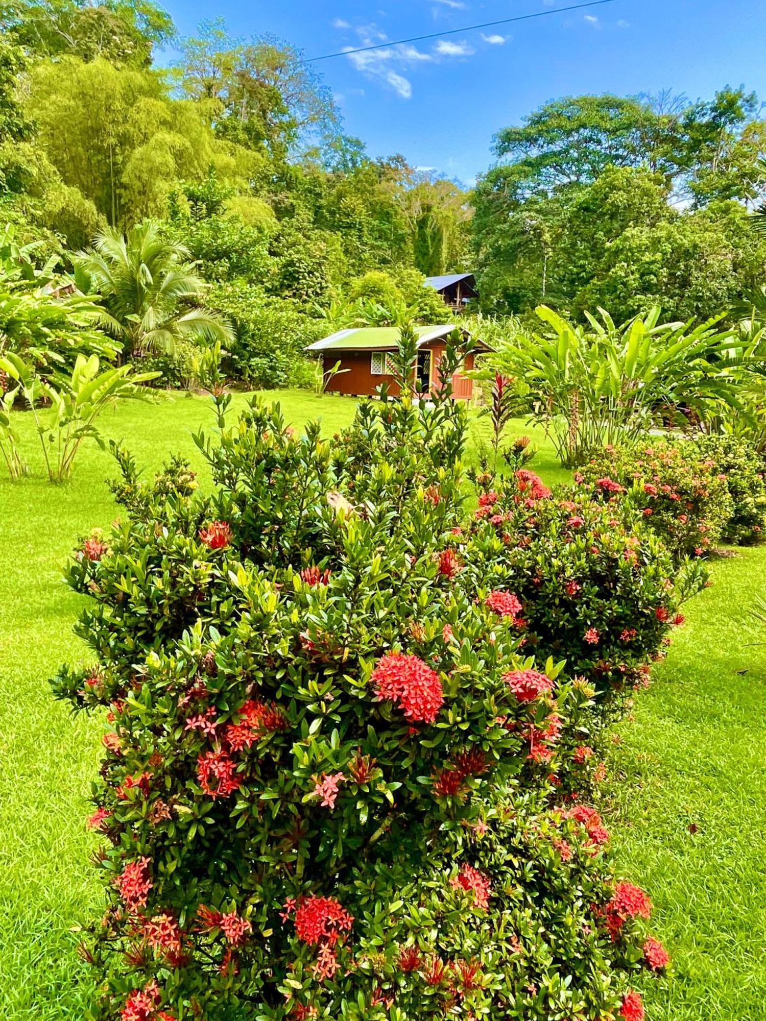 Alouatta Lodge And Canopy Cahuita Bagian luar foto