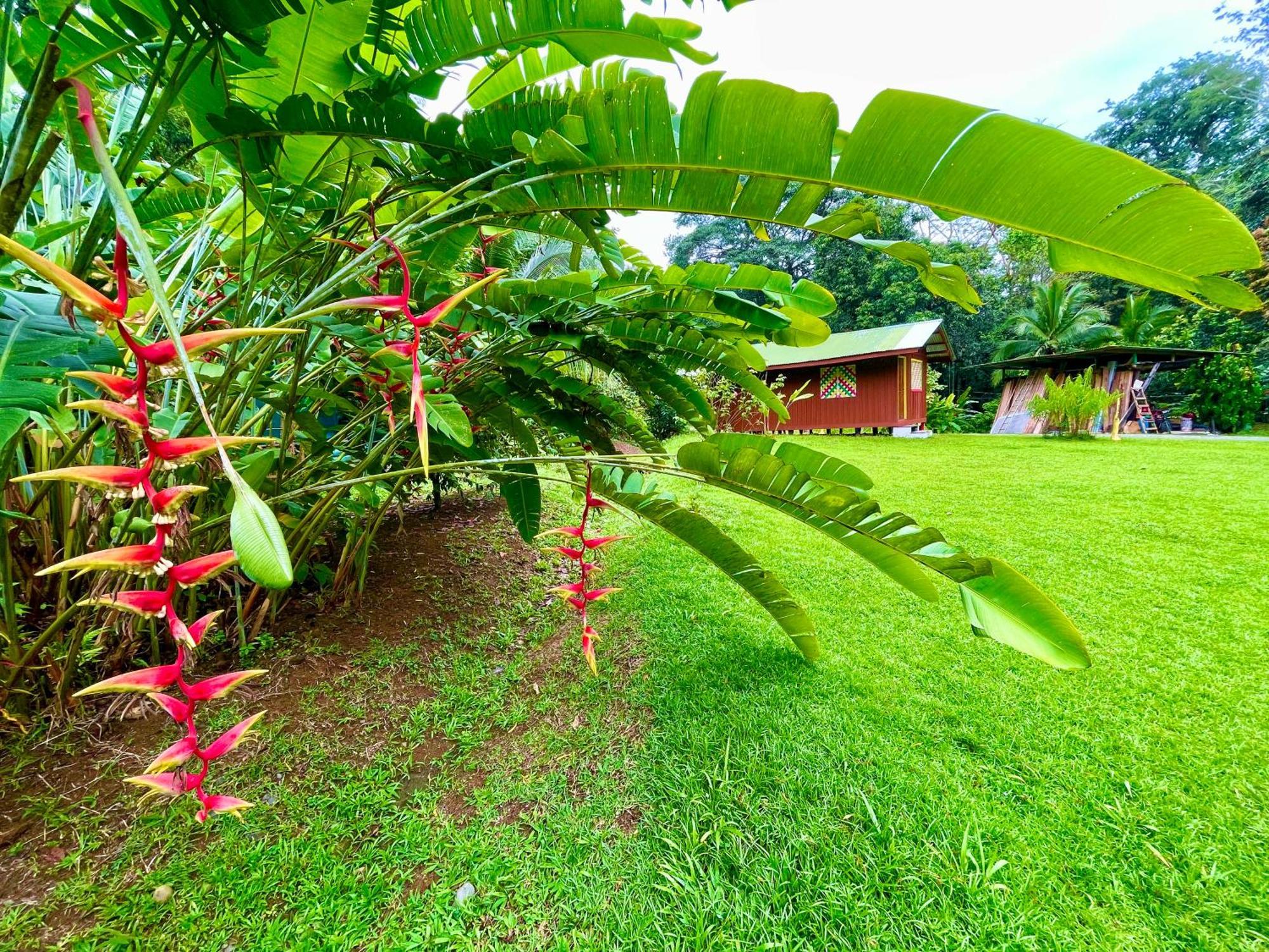 Alouatta Lodge And Canopy Cahuita Bagian luar foto