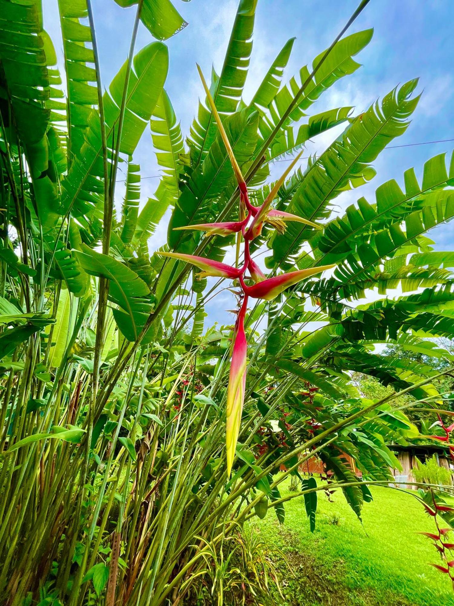 Alouatta Lodge And Canopy Cahuita Bagian luar foto